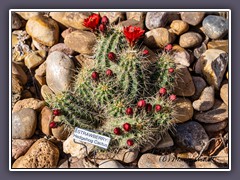 Strawberry Hedgehog Cactus