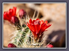 Strawberry Hedgehog Cactus - Palo Duro Canyon