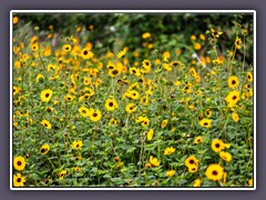 Sunflower Meadow