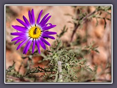 Tahoka Daisy - Palo Duro Canyon