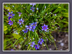 Texas Blue eyed Grass - Sisirinchium angostifdium 