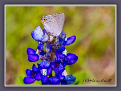 Texas Bluebonnets - Gray Hairstick Butterfly