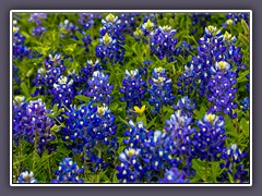 Texas Bluebonnets - Lupinus texensis -  Ennis die offiziellen Bluebonnet City of Texas