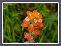 Texas Indian Paintbrush