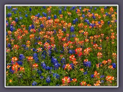 Texas Indian Paintbrush - Castilleja indivisa