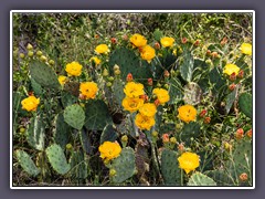 Texas Prickly Pear Cactus - Opuntia engelmannii