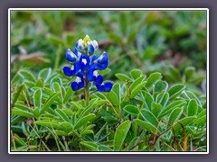 Texas State Flower - Bluebonnets