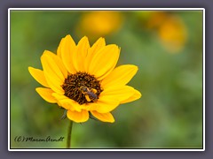 Texas Sunflower