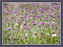 Texas Thistle - Common Ford Ranch