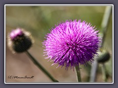 Texas Thistle - Cirsium texanum