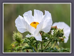 Texas White Prickly Poppy - Argemone albiflora