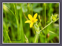 Texas Yellow Star - Lindheimera texana