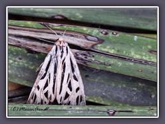 Tiger Moth