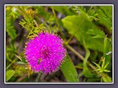 Tropical Mimosa - Pudica