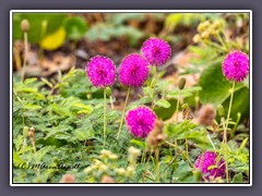 Tropical Mimosa Pink Sparkles