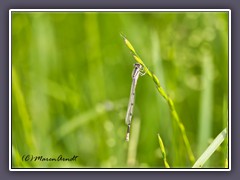 Unbekannte Libelle - Damselfly