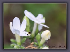 Unbekannter Käfer - Beetle