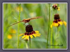 Variegated Fritillary - Euptoieta claudia