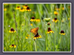 Variegated Fritillary - Common Ford Ranch