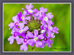 Verbena - Abronia villosa