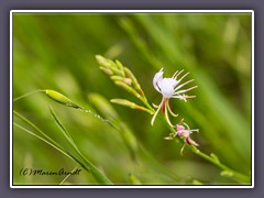 White Gaura Flower - Gaura lindheimeri 