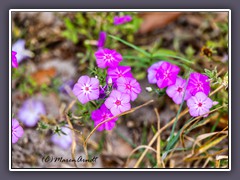 Wildflower - Phlox