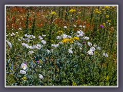 Wildflowers of Hill Country