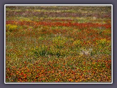 Wildflowers of Texas