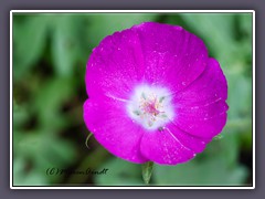 Winecup - Purple Poppy Mallow