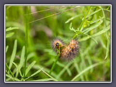 Woollybear Tiger Moth Caterpillars