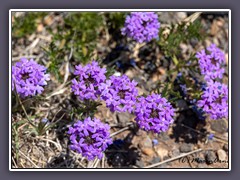 Wüsten-Sandverbena - Desert Sand Verbena. 