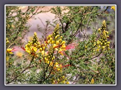 Yellow Bird of Paradise - Erythrostemon gilliesii