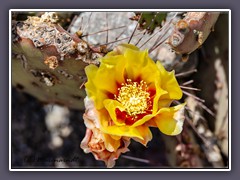 Yellow Prickly Pear Cactus