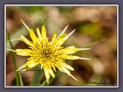 Yellow-Salsifi - großere Bocksbart - Tragopogon dubius