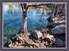 Austin - Wurzelwerk - McKinney State Park