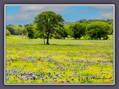 Bluebonnets Trail