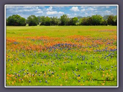 Bluebonnets Trail - Texas Bluebonnets und Indian Paintbrush