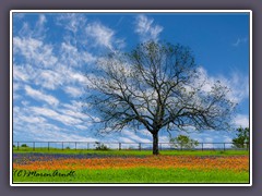 Bluebonnets Trail bei Ennis