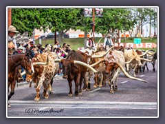 Fort Worth - Cattle Drive