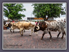 Fort Worth - Longhorns