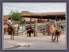 Fort Worth - the Herd