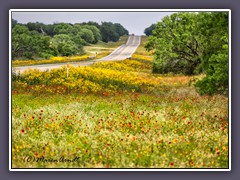 Hill Country - Roadside Wildflowers