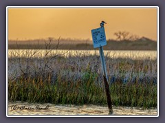 Port Aransas  - Belted Kingfisher - Gürtelfischer - Megaceryle alcyon 