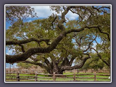 Rockport - Big Tree - Goose Island State Park