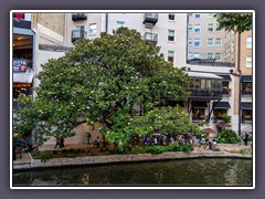 San  Antonio - Magnolienblüte am Riverwalk