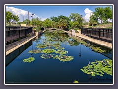 San Angelo - Wasser Lilien Sammlung