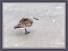 Alpenstrandläufer - American Dunlin