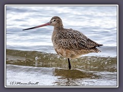 Amerikanische Pfuhlschnepfe - Marbled Godwit