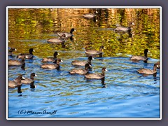 Amerikanisches Blässhuhn - American Coot