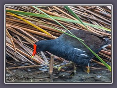 Amerikanisches Teichhuhn - Common gallinule